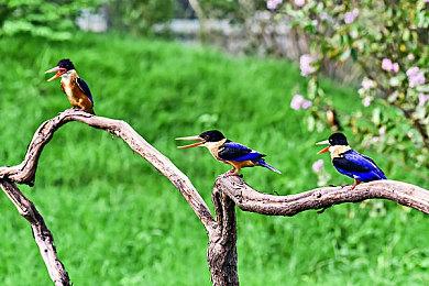 《尤卡莱莉大冒险》增强版暗示登陆任天堂Switch2